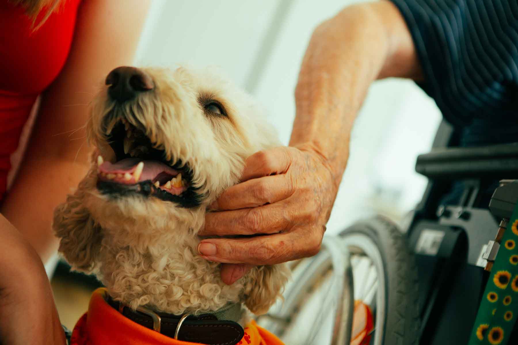 Eddie er besøgshund og bliver klappet